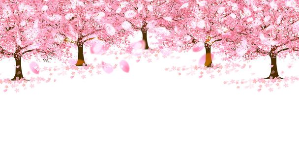 Cherry Blossoms spring flower background - Vector, Image
