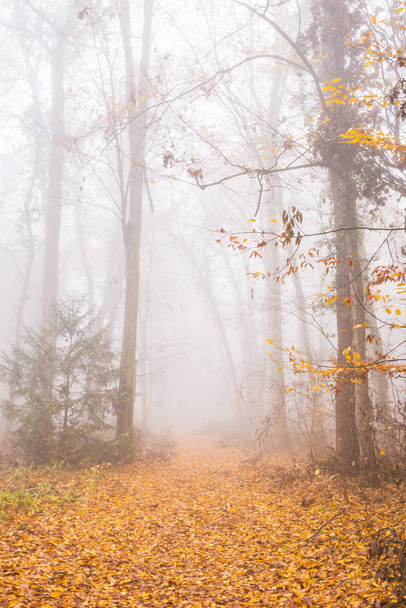 Mooie herfst gebladerte en mist in het bos - Foto, afbeelding