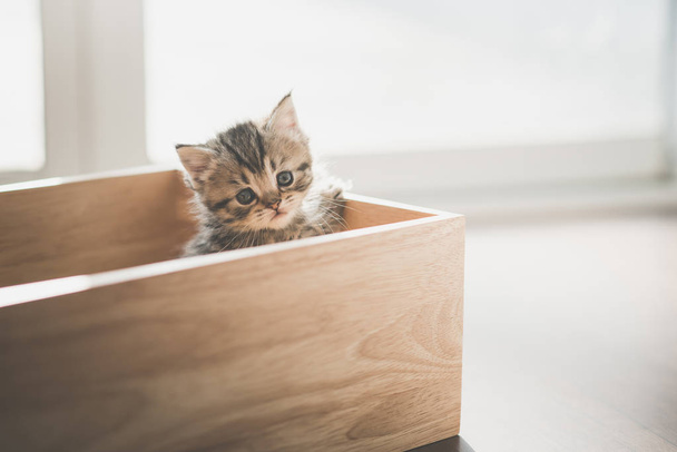 Aranyos cica playig egy fadobozban, napsütésben - Fotó, kép