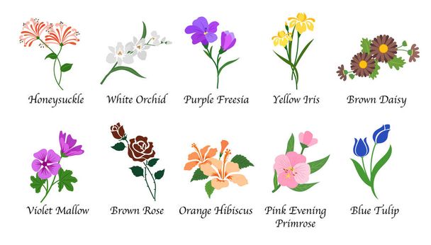 Οργανικής φύσης Βοτανικός κήπος λουλουδιών απομονωμένη διάνυσμα συλλογή  - Διάνυσμα, εικόνα