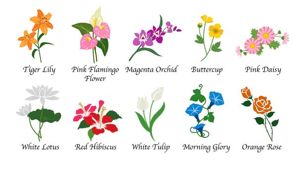 Органическая коллекция векторных цветов из ботанического сада
  - Вектор,изображение