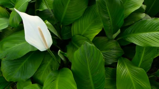 Gentle white calla lilly flower looks out from green fresh leaves in background - Footage, Video
