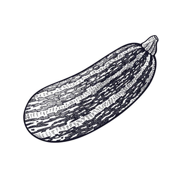 Squash. Hand drawing of vegetable. Vector art illustration. Isolated image of black ink on white background. Vintage engraving. Kitchen design for decoration recipes, menus, signage shops and markets. - Vector, Imagen