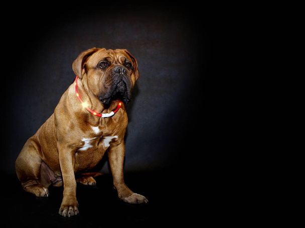 Hermoso perro grande - Dogue de Bordeaux - Mastín francés
  - Foto, imagen