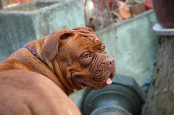 Beautiful Big Dog - Dogue de Bordeaux - French Mastiff  - Photo, Image