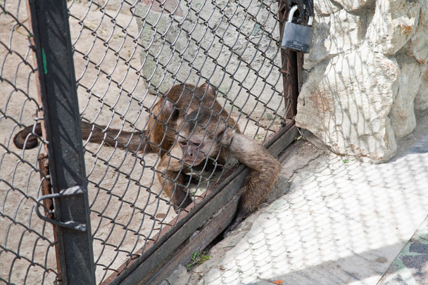 Prisoner. Capuchin - Foto, Imagen