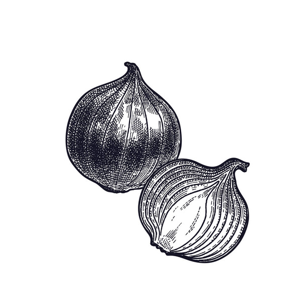 Bulb onions vintage engraving. - Vektör, Görsel