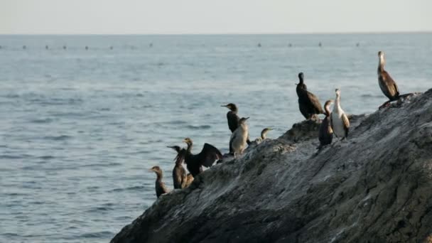 Un gregge di uccelli seduti sulla riva vicino al mare
. - Filmati, video