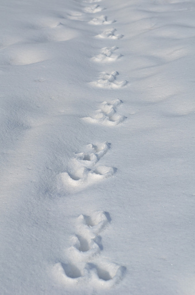 Traces of a hare on a snow - Photo, image