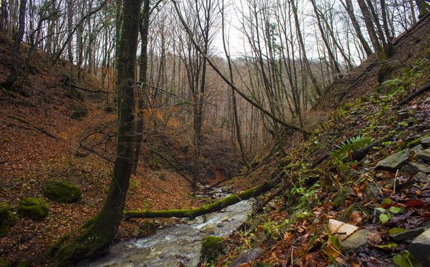 Creek in the wooded forest trees  - Fotoğraf, Görsel