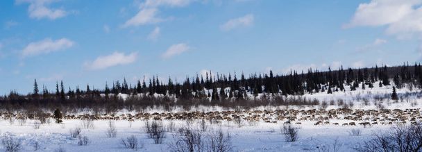 a herd of deer walks through a snow-covered field - Фото, изображение