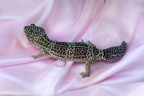 Geckos de leopardo (Eublepharis macularius) sobre tela de satén rosa
  - Foto, imagen