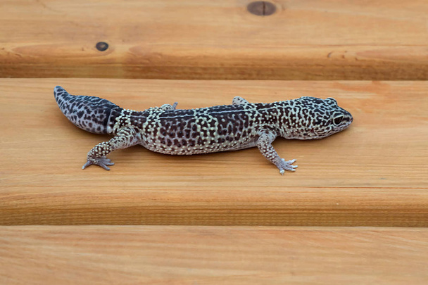 Geckos leopardo (Eublepharis macularius) en banco de madera
  - Foto, imagen