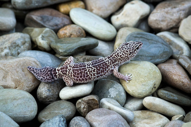 Geckos léopard (Eublepharis macularius) sur pierres
  - Photo, image