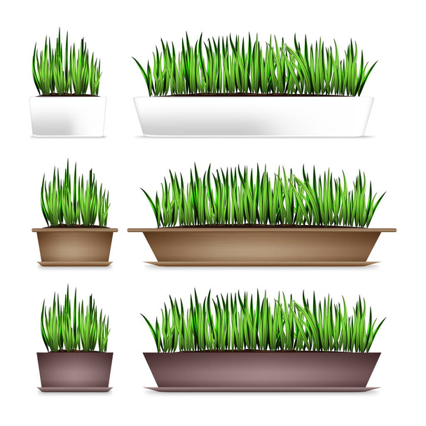 Fresh green grass in a rectangular pots. Element of home decor. The symbol of growth and ecology. Isolated on white - Vector, Image
