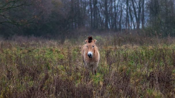 Przewalski horses in field - Photo, Image