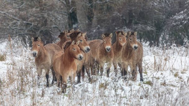 Przewalski horses in field - Photo, Image
