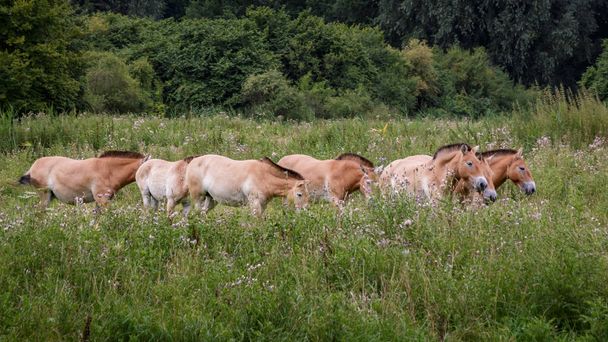Przewalskin hevoset pellolla
 - Valokuva, kuva