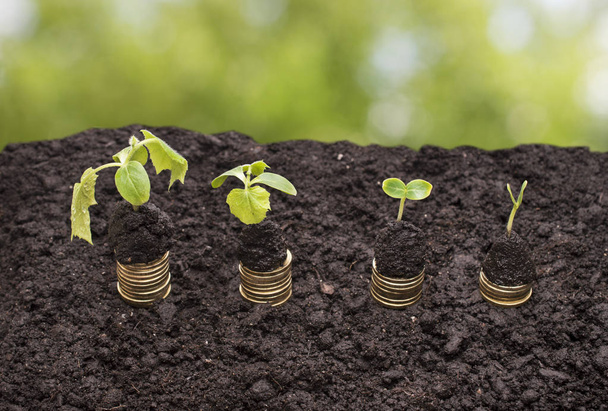 Golden coins in soil with young plant on a green background. Money growth concept - Photo, Image