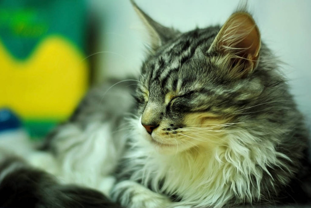 Sevimli kedi. Evde dinleniyor. Bulanıklık arka planı olan bir kedinin portresi. - Fotoğraf, Görsel