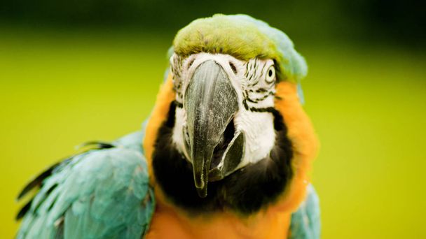 De vele mooie kleuren van een papagaai - Foto, afbeelding