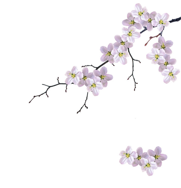 Flowering branch of cherry  - Photo, Image