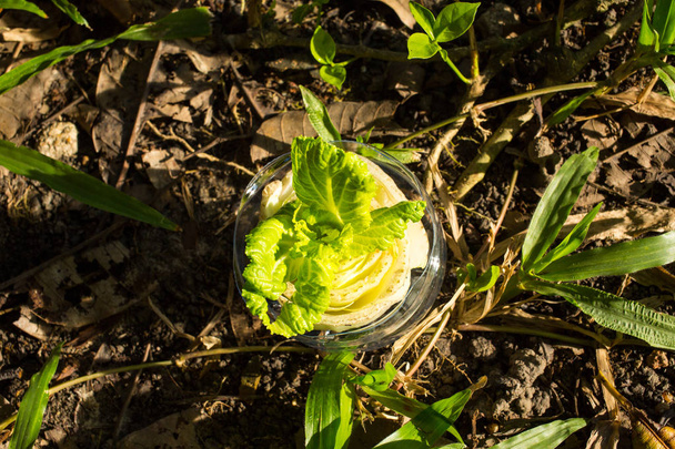 Nappa cabbage, Napa, Chinese Cabbage is growing in plastic bottl - Фото, изображение