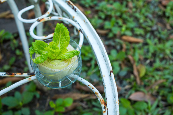 Наппа капуста, Напа, китайская капуста растет в пластиковой бутылке
 - Фото, изображение