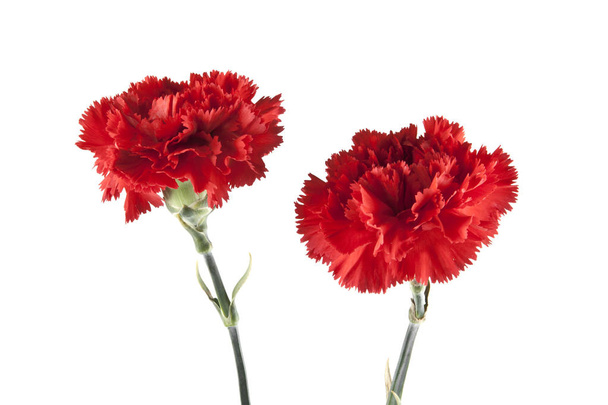 red carnation isolated on white background - Photo, Image