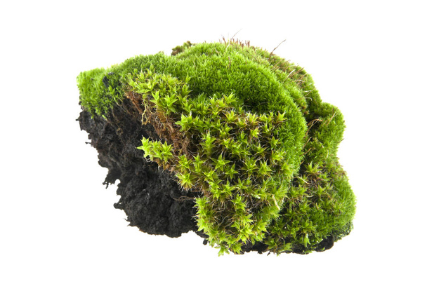 green moss isolated on white background - Photo, Image