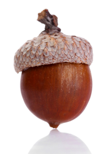 brown acorn, isolated on white - Foto, Imagem