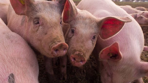 рожеві свині котиться в бруді
 - Фото, зображення