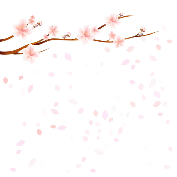 Větve Sakura s růžovými květy a létající lístky izolovaných na bílém pozadí. Květy jabloní. Třešňový květ. Vektorové Eps 10 cmyk - Vektor, obrázek