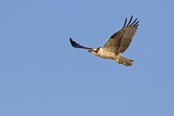 Osprey ptaków nad jeziorem San Diego - Zdjęcie, obraz