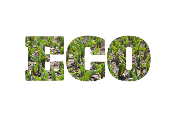 Word Eco z zdjęcie z kolorowych kwiatów jasny, izolowana na białym tle - Zdjęcie, obraz