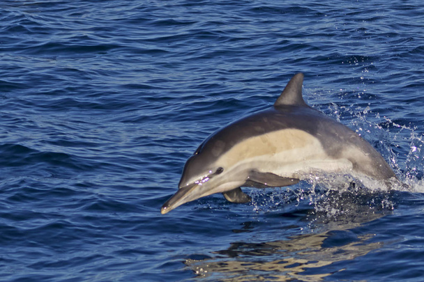 Дельфин выпрыгивает из Тихого океана
 - Фото, изображение