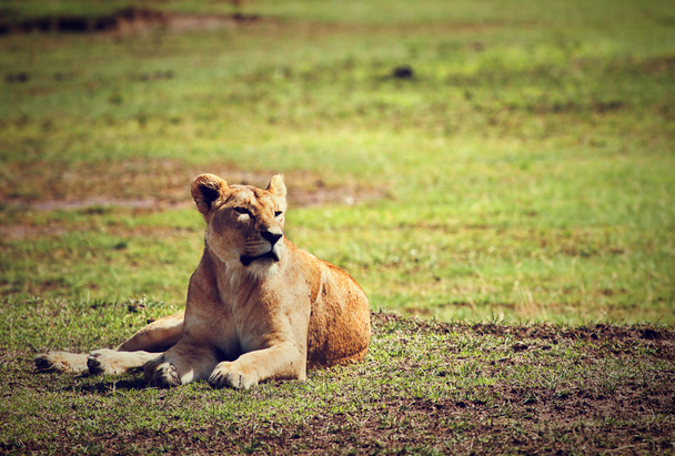 Female lion lying. Ngorongoro, Tanzania - Photo, Image