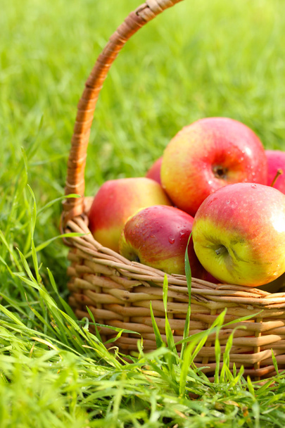 basket of fresh ripe apples in garden on green grass - Photo, image
