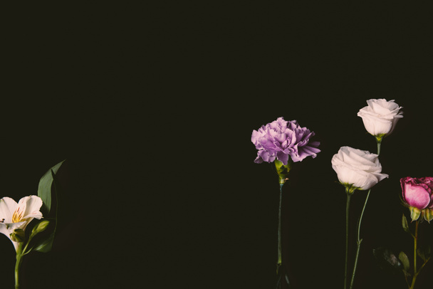 close-up view of beautiful tender pink and purple flowers isolated on black background - Foto, Imagem