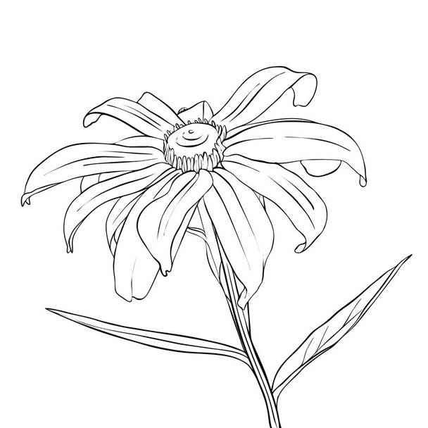 vector drawing flower of daisy - Вектор,изображение