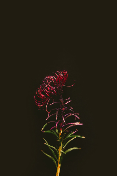 close-up view of single beautiful maroon flower isolated on black - Photo, Image
