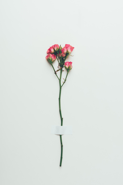 krásná nabídka růžových růží na větvičku izolované Grey - Fotografie, Obrázek