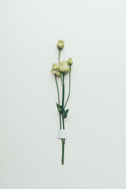 krásná bílá eustoma květy na zelené větvičky Grey - Fotografie, Obrázek