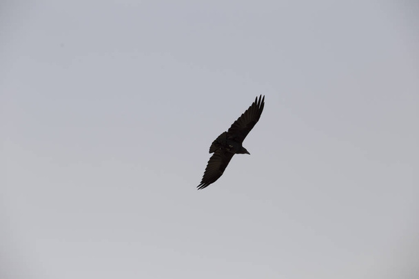 vue d'en bas sur un corbeau noir planant contre le ciel
 - Photo, image