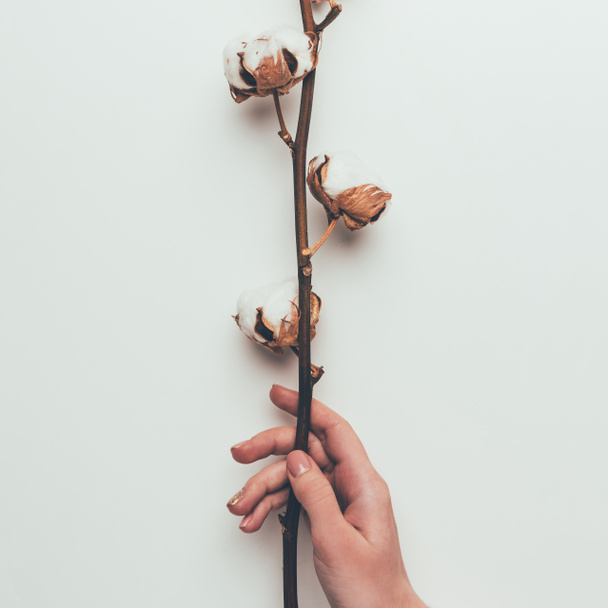 abgeschnittene Aufnahme einer Person mit Baumwollblumen auf einem Zweig isoliert auf grau - Foto, Bild