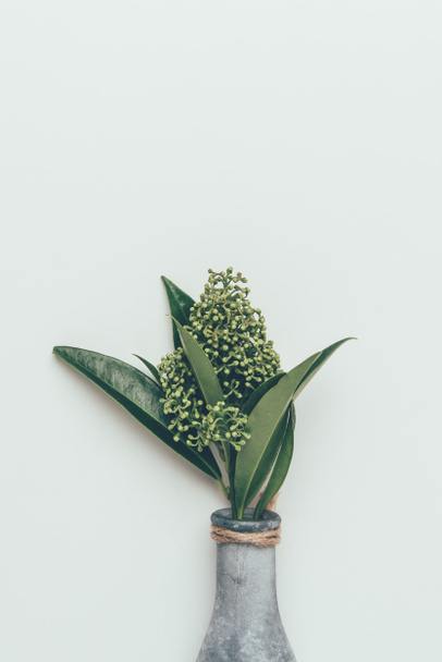 close-up view of beautiful flower buds with green leaves in vase isolated on grey  - Photo, image