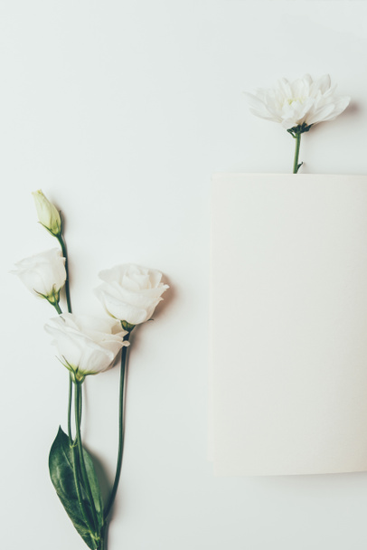 вид зверху на красиві ніжні білі квіти на сірих
 - Фото, зображення