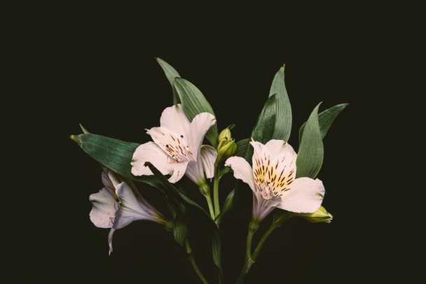 vista close-up de belas flores macias com folhas verdes isoladas em preto
 - Foto, Imagem