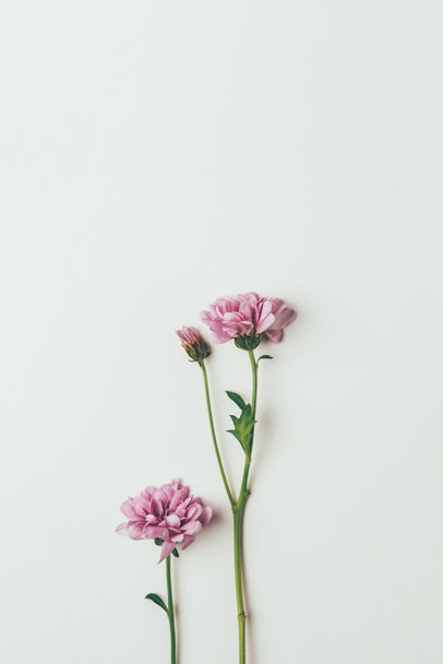 beautiful pink chrysanthemum flowers isolated on grey - Photo, image