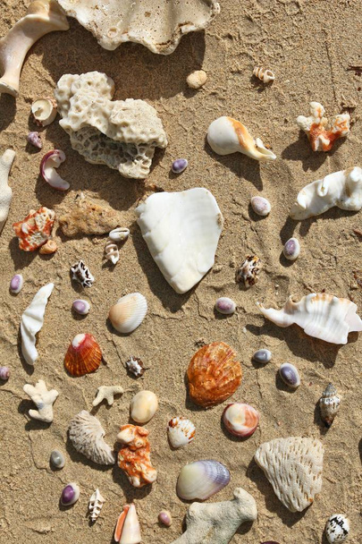 Palawan beach seashells - Photo, Image